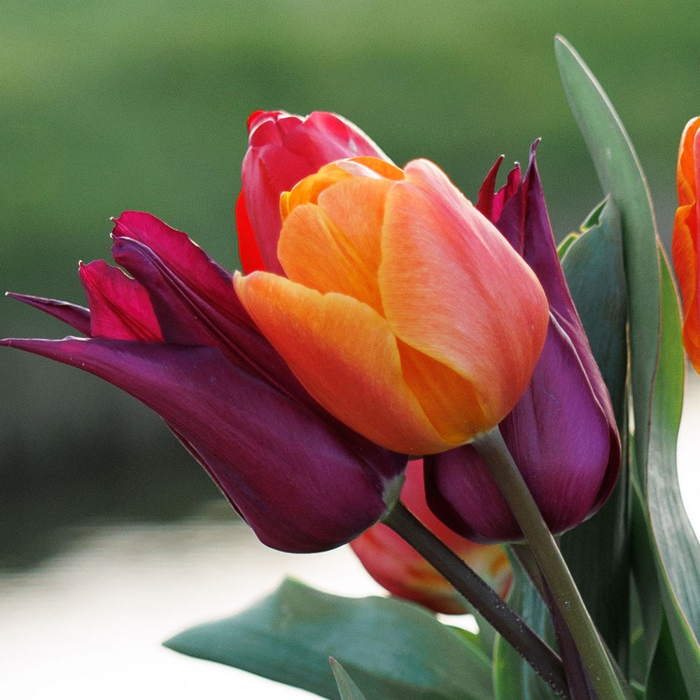Tutti frutti tulip collection