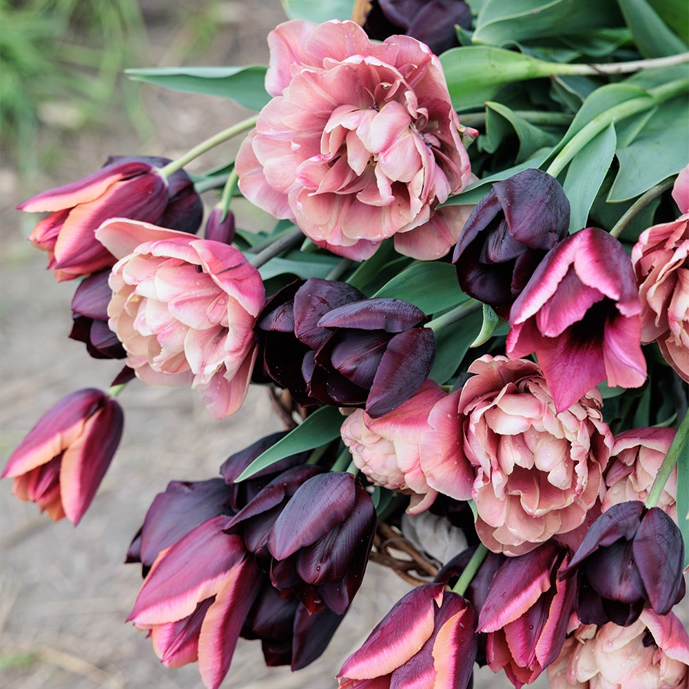 Turner's sunset tulip collection
