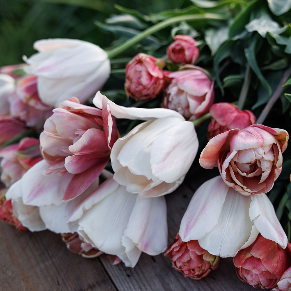 Peachy sunrise tulip collection