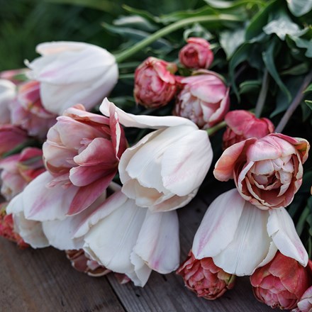 Peachy sunrise tulip collection