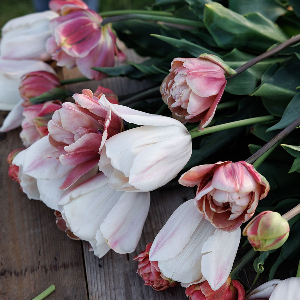 Peachy sunrise tulip collection