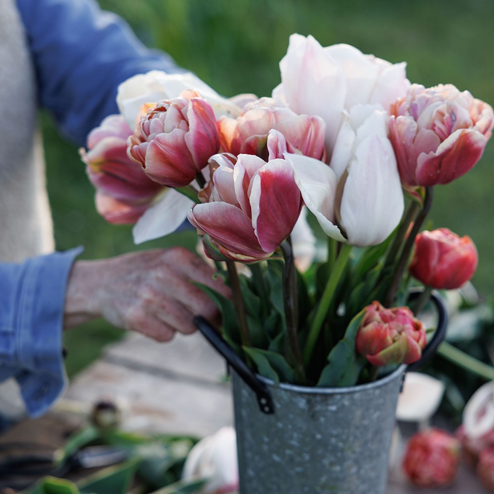 Peachy sunrise tulip collection
