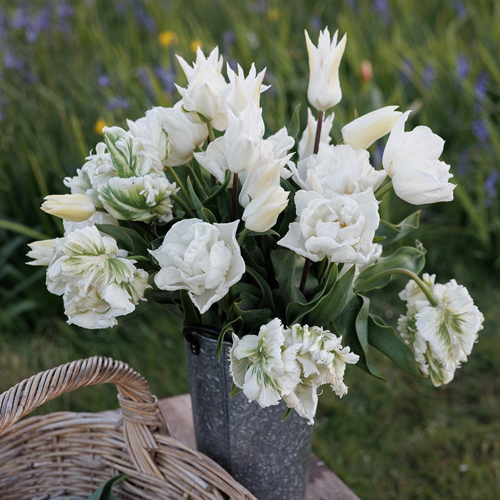 Elegant white tulip collection