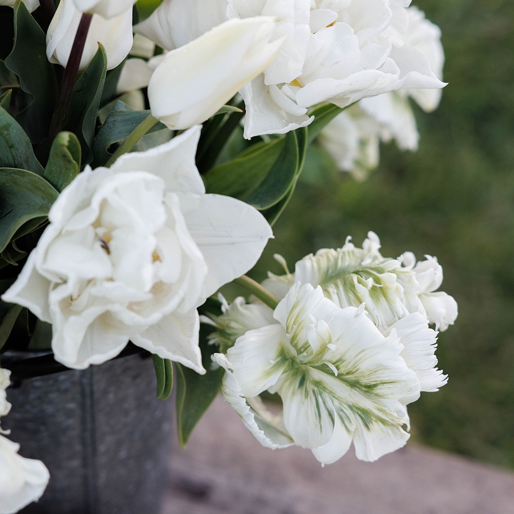Elegant white tulip collection