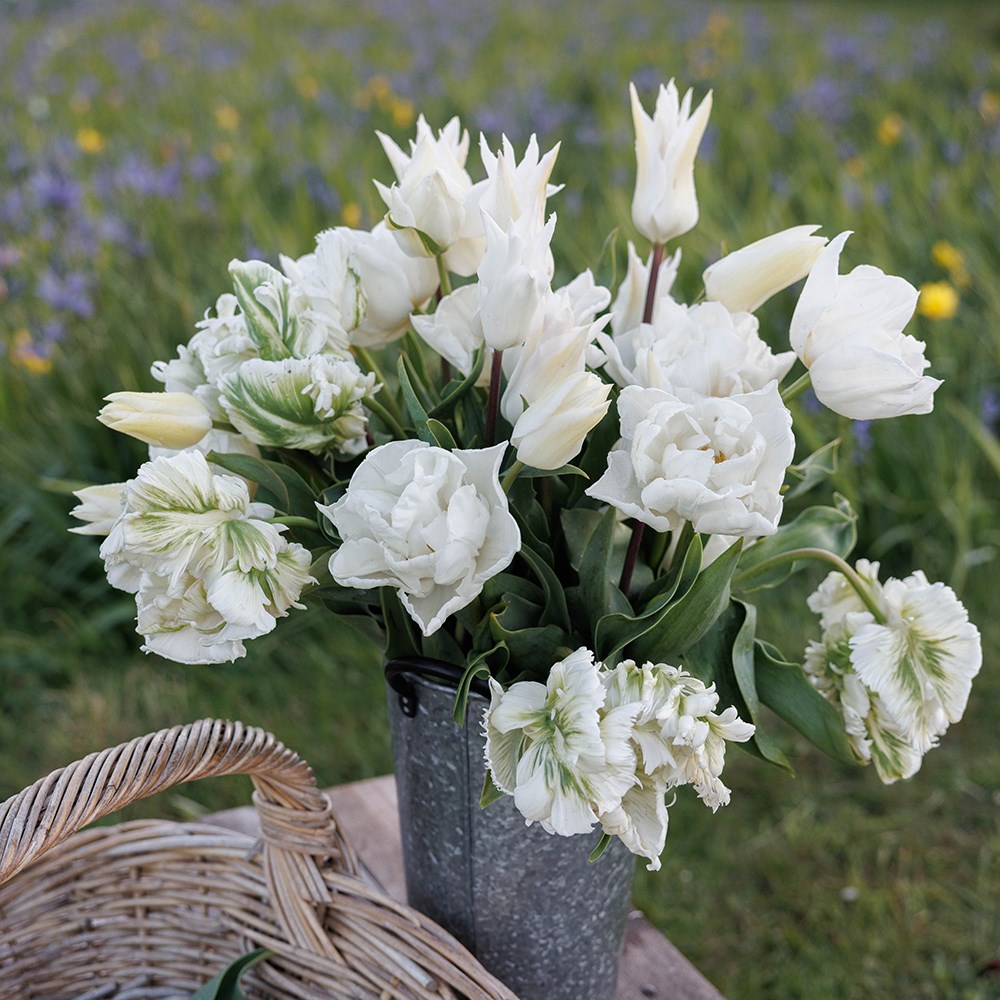 Elegant white tulip collection
