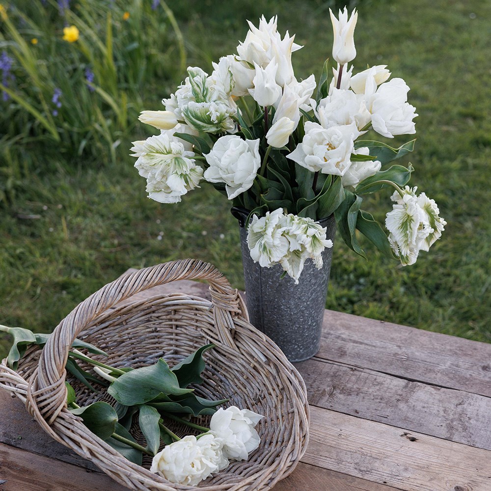 Elegant white tulip collection