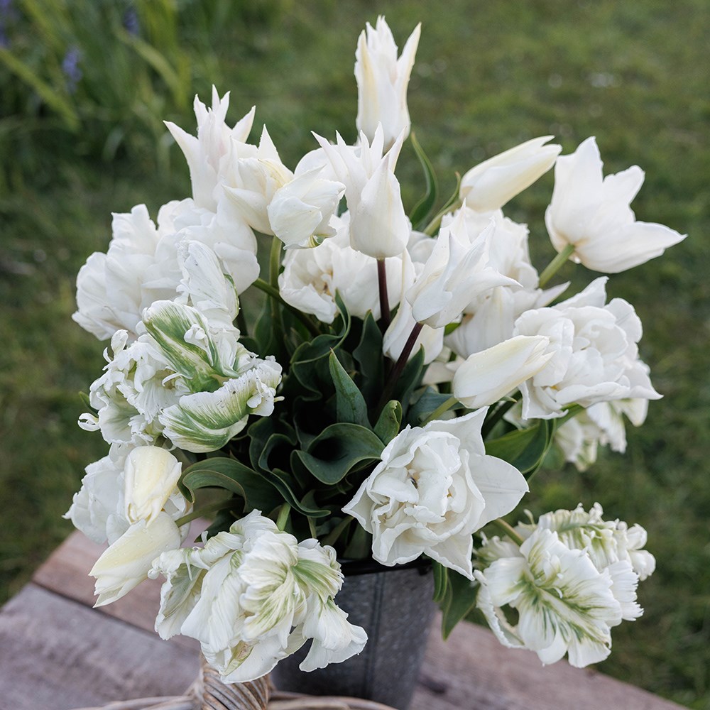 Elegant white tulip collection
