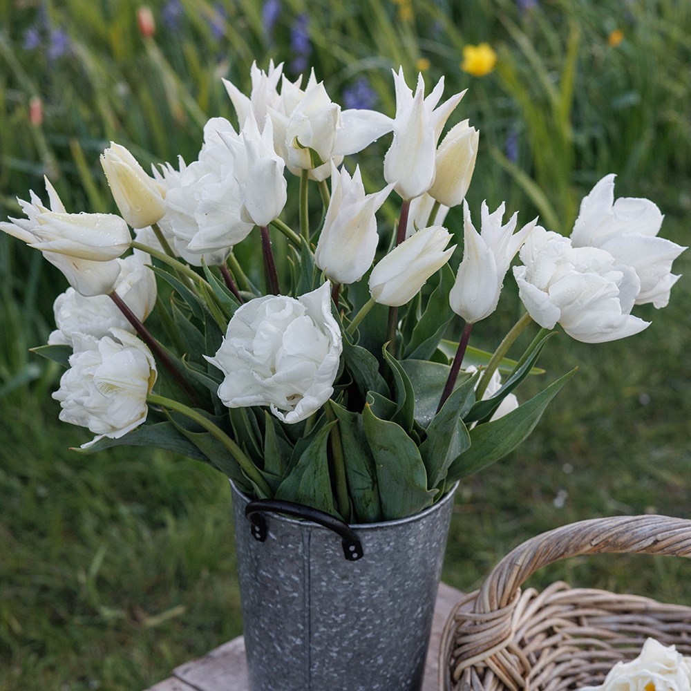 Crème de la crème tulip collection