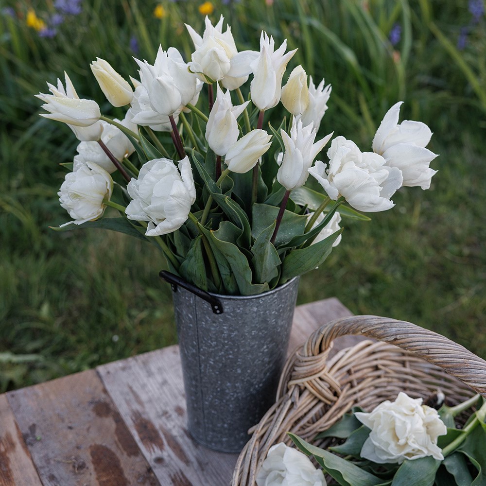 Crème de la crème tulip collection