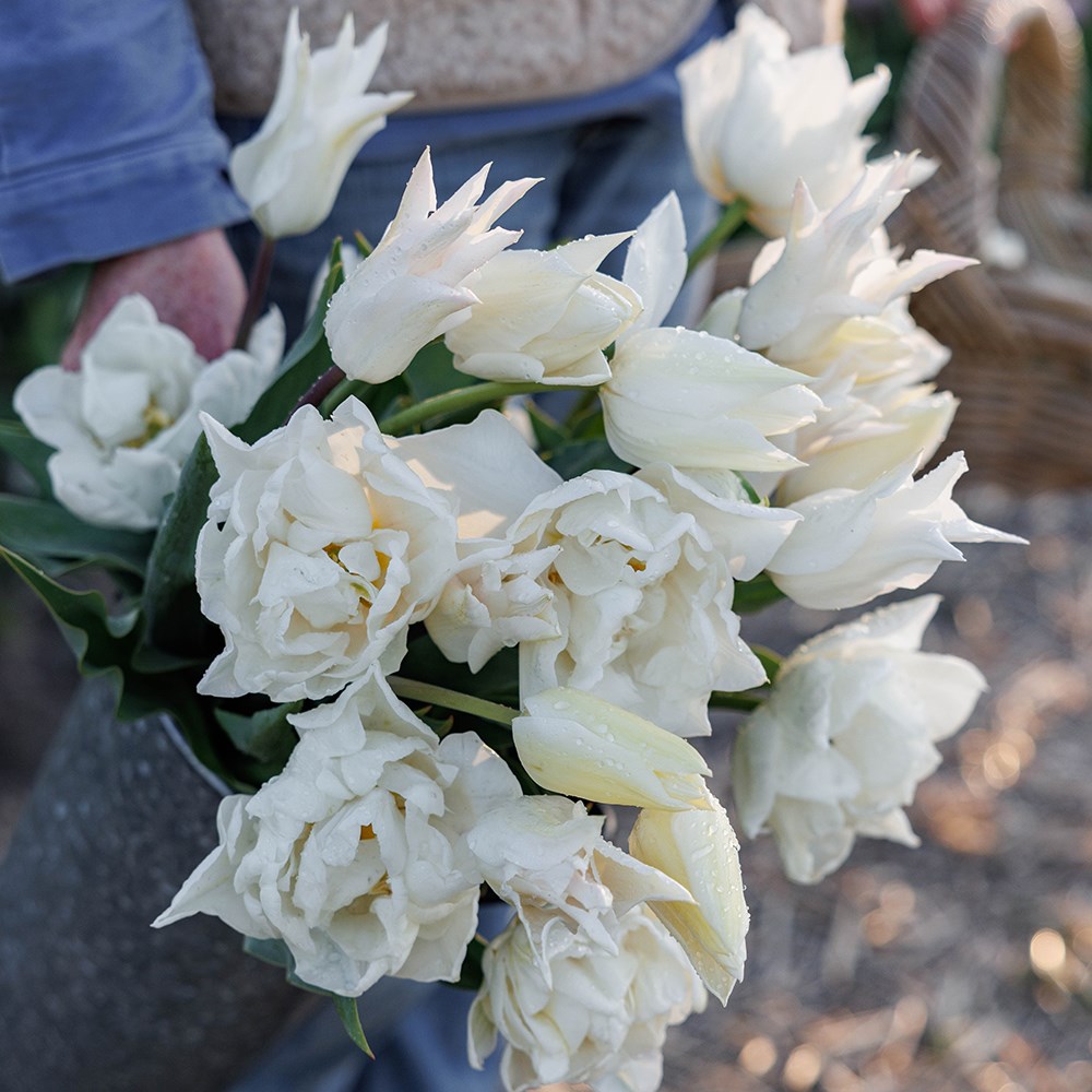 Crème de la crème tulip collection