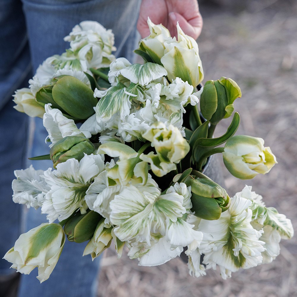 The Notting Hill tulip collection