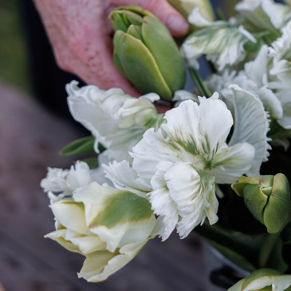 The Notting Hill tulip collection
