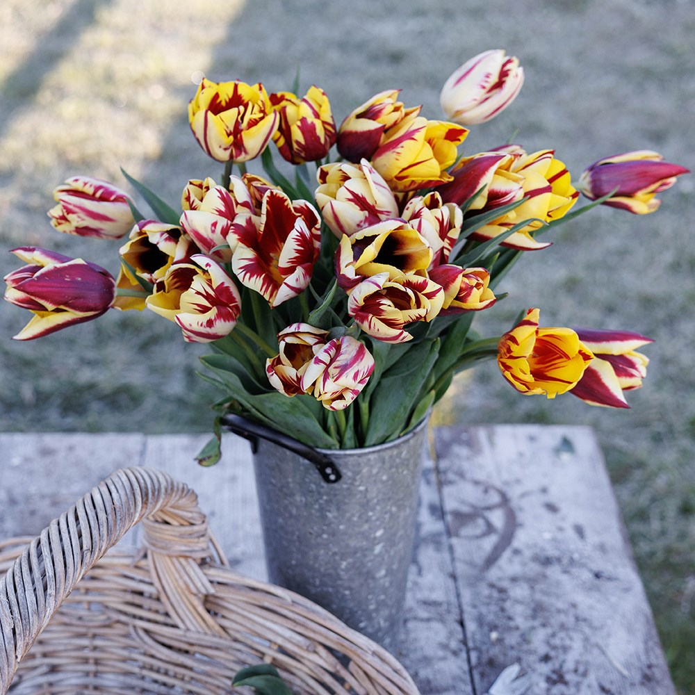 Old masters tulip collection