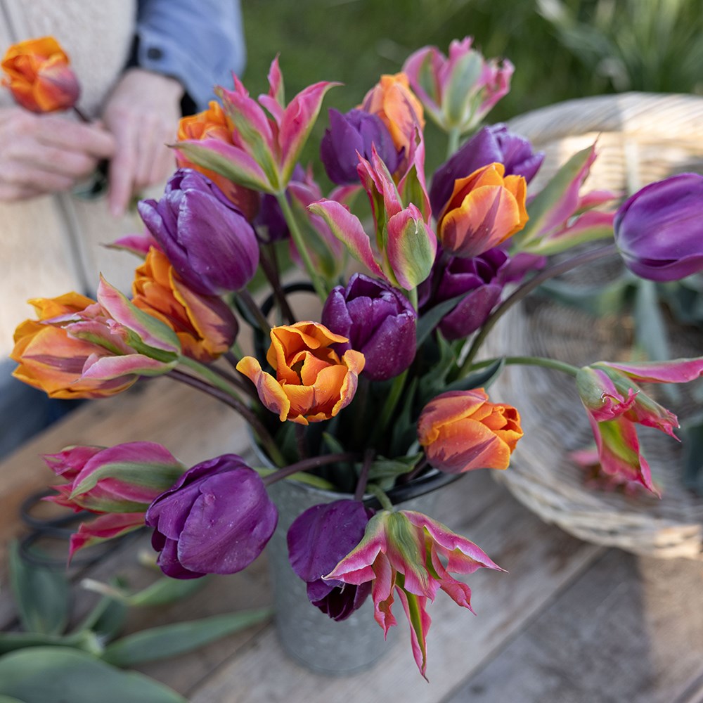 Bright repeat flowering tulip collection