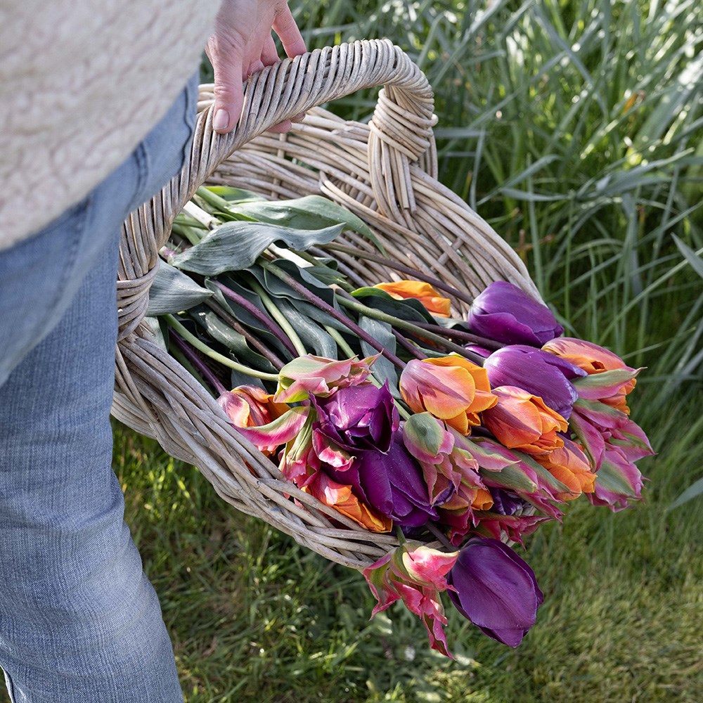 Bright repeat flowering tulip collection