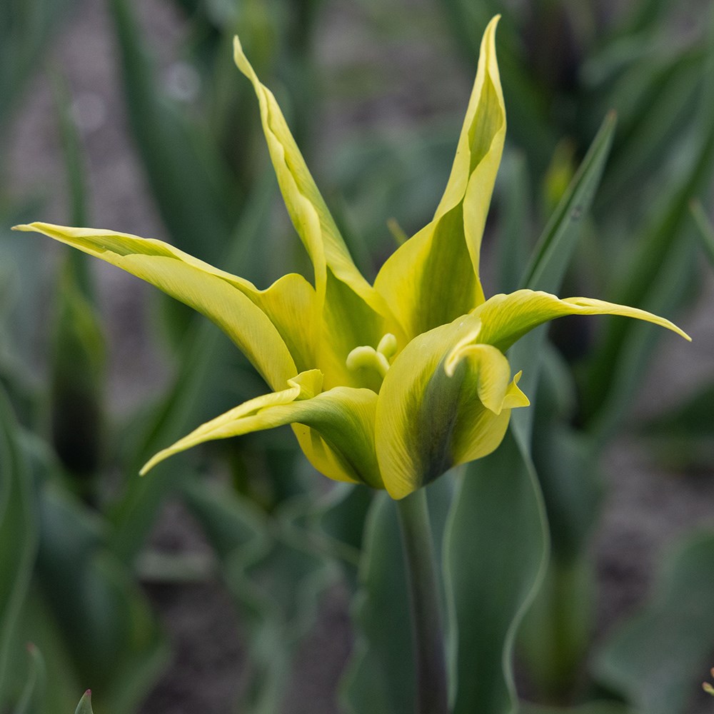 <i>Tulipa</i> 'Bram'