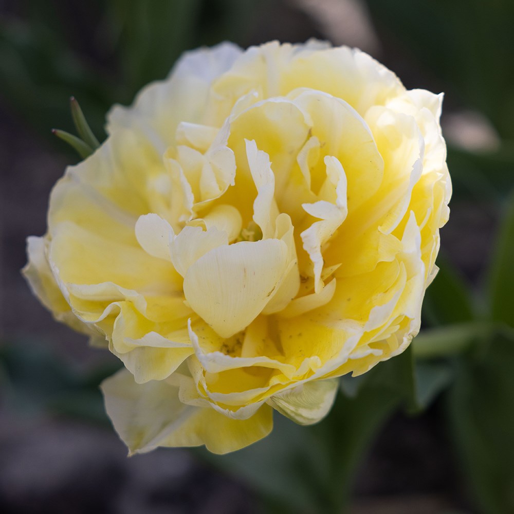 <i>Tulipa</i> 'Verona'