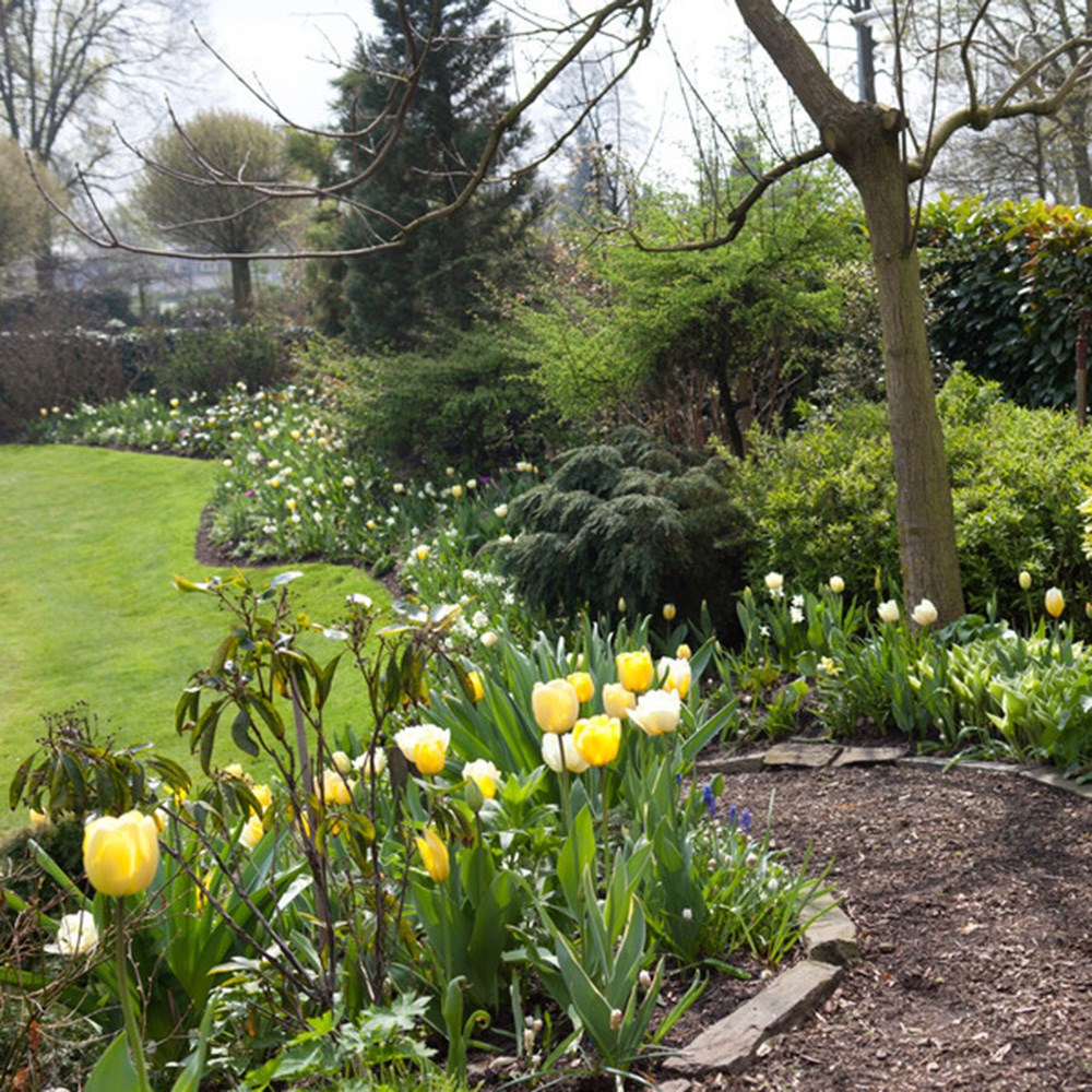 <i>Tulipa</i> 'Verona'