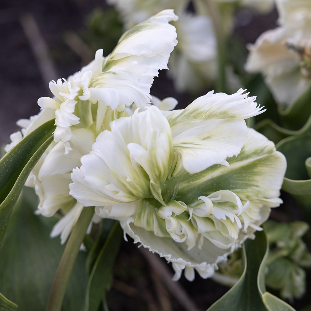 <i>Tulipa</i> 'Super Parrot'