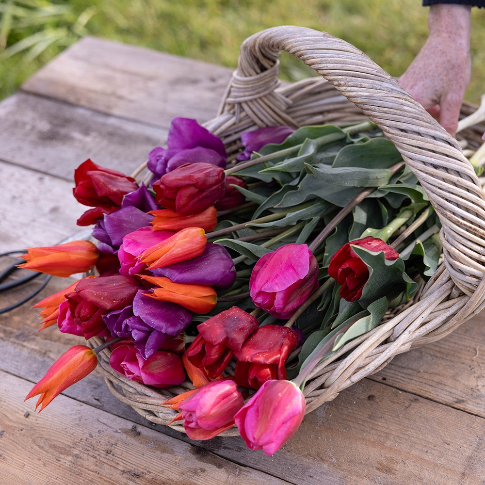 Repeat flowering and award-winning quartet tulip collection