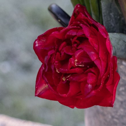 Tulipa Pamplona