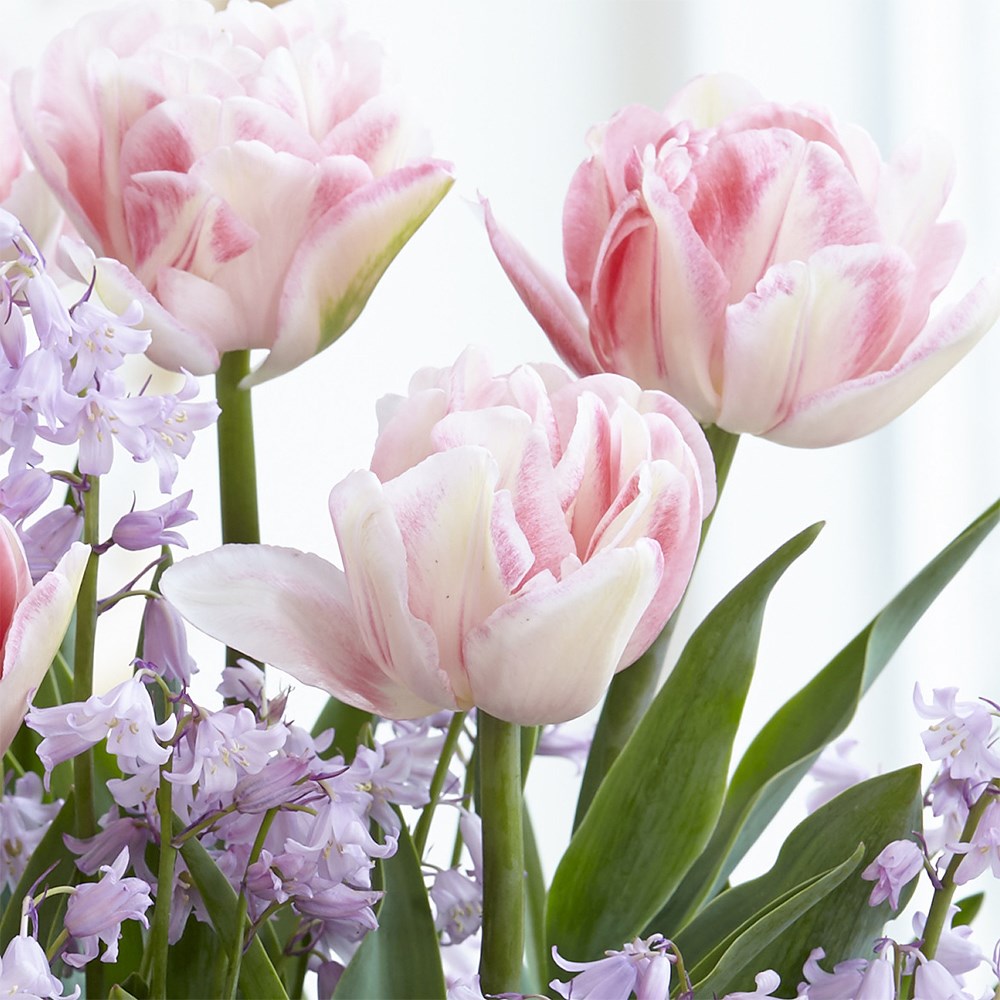 <i>Tulipa</i> 'Foxtrot'