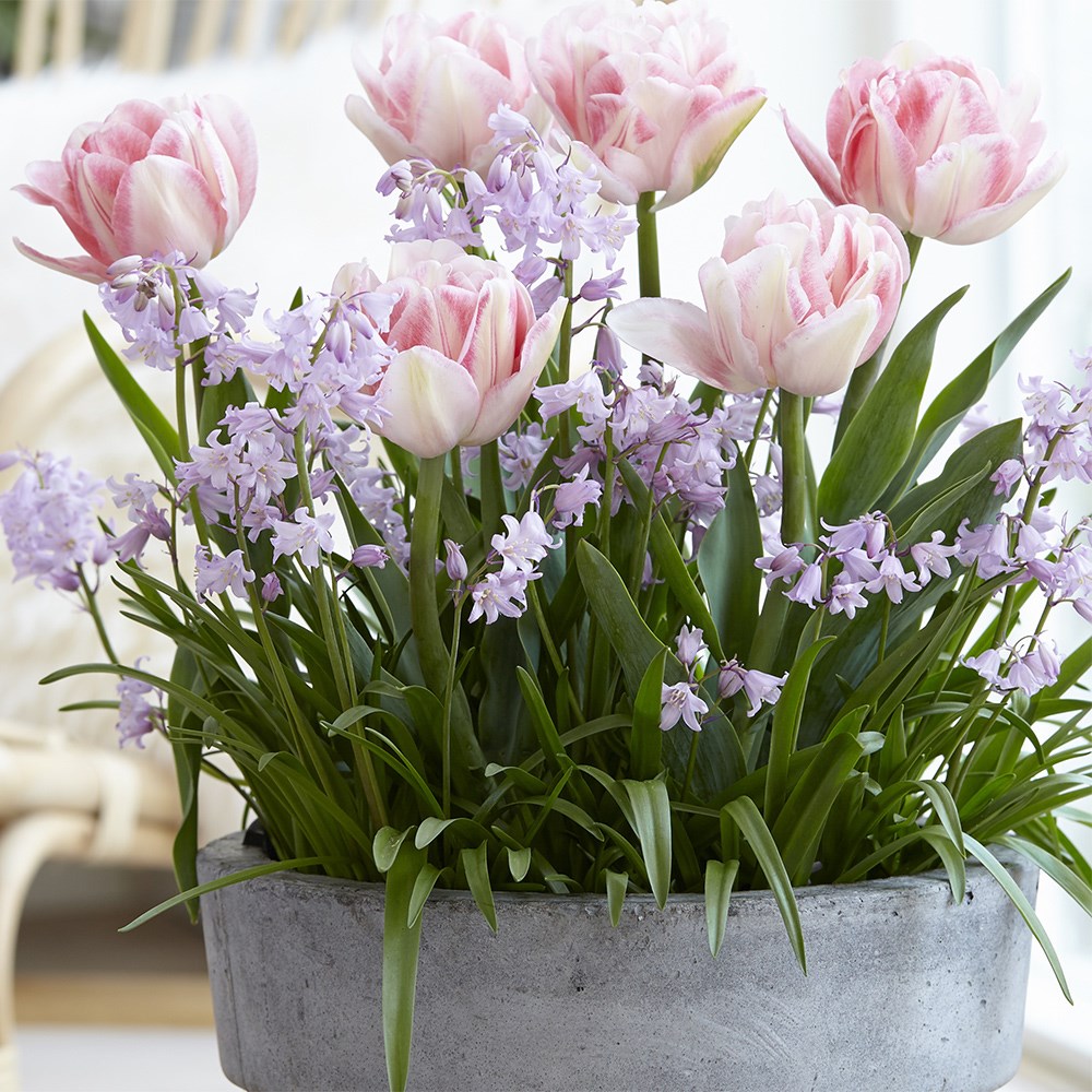 <i>Tulipa</i> 'Foxtrot'