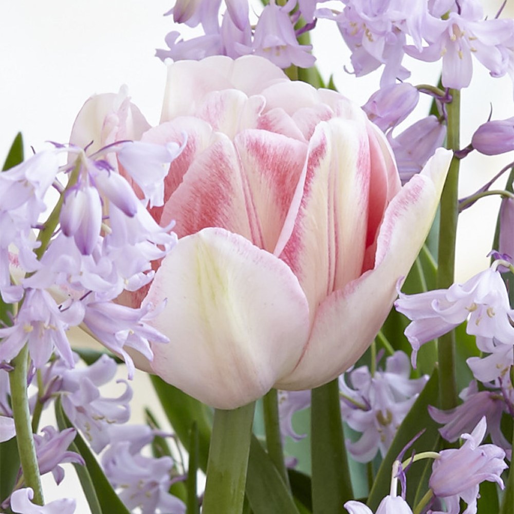 <i>Tulipa</i> 'Foxtrot'