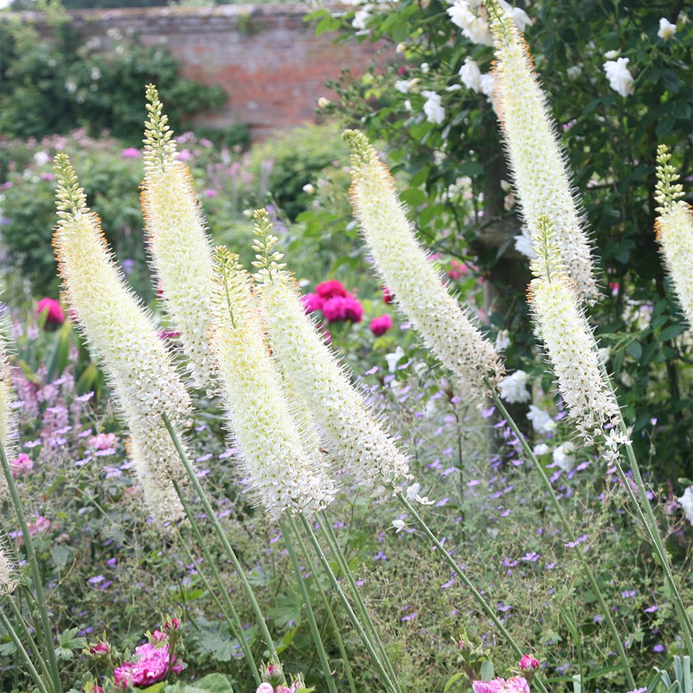 <i>Eremurus</i> 'Line Dance'