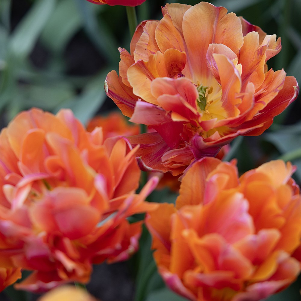 <i>Tulipa</i> 'Zoe'