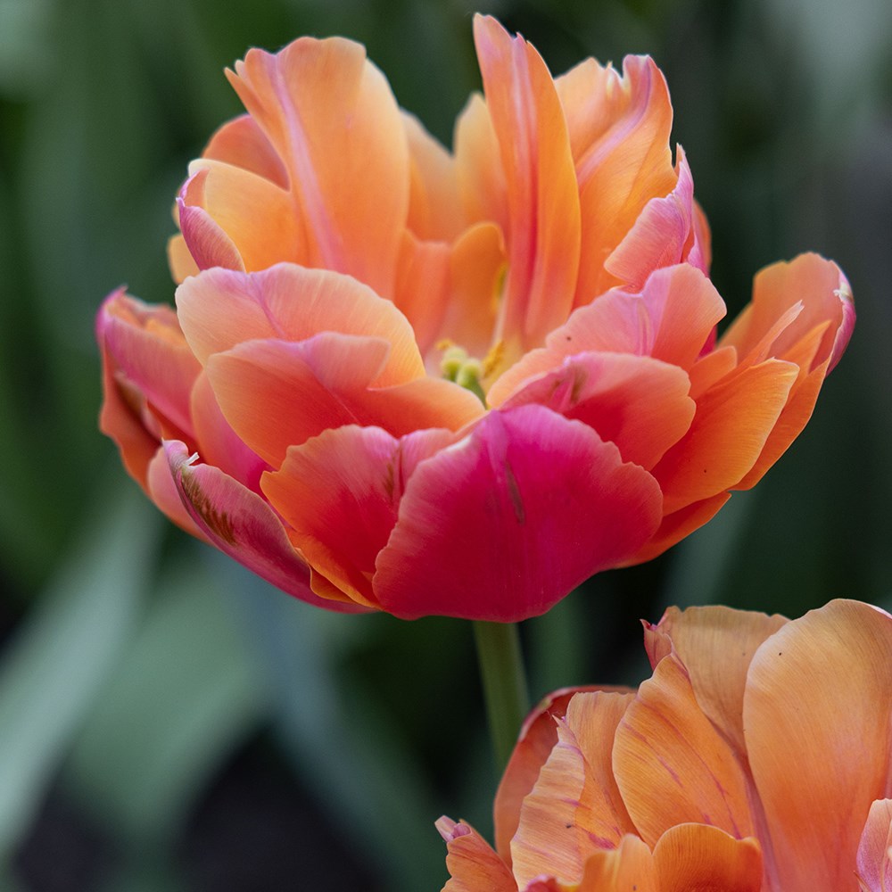<i>Tulipa</i> 'Zoe'