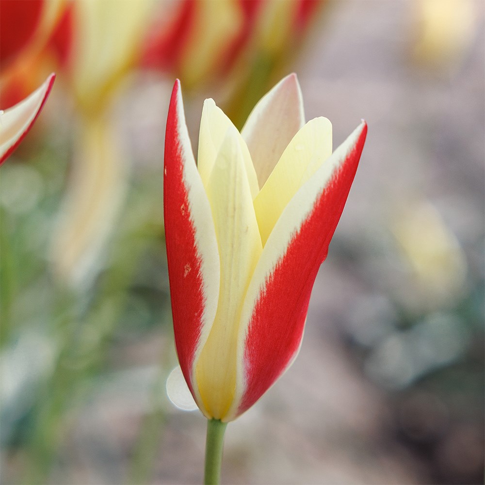 <i>Tulipa</i> 'Tinka'