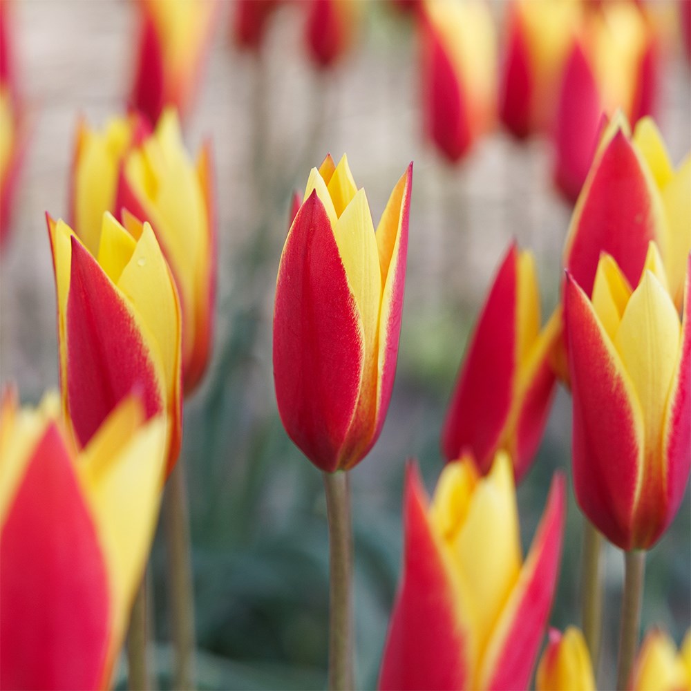 <i>Tulipa clusiana</i> var. <i>chrysantha</i> 'Tubergen's Gem'
