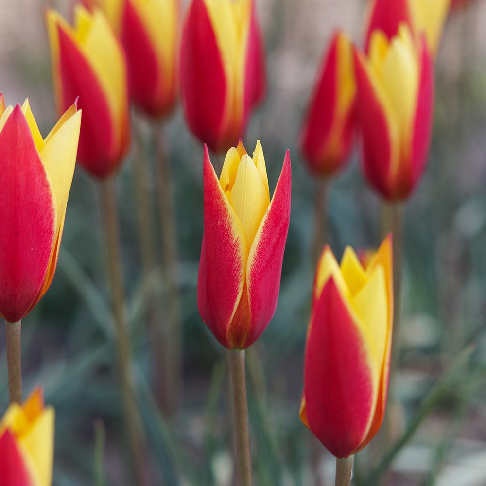 <i>Tulipa clusiana</i> var. <i>chrysantha</i> 'Tubergen's Gem'
