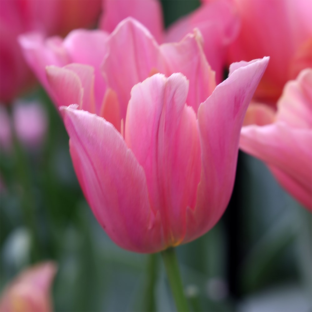 <i>Tulipa</i> 'Raspberry Jimmy'