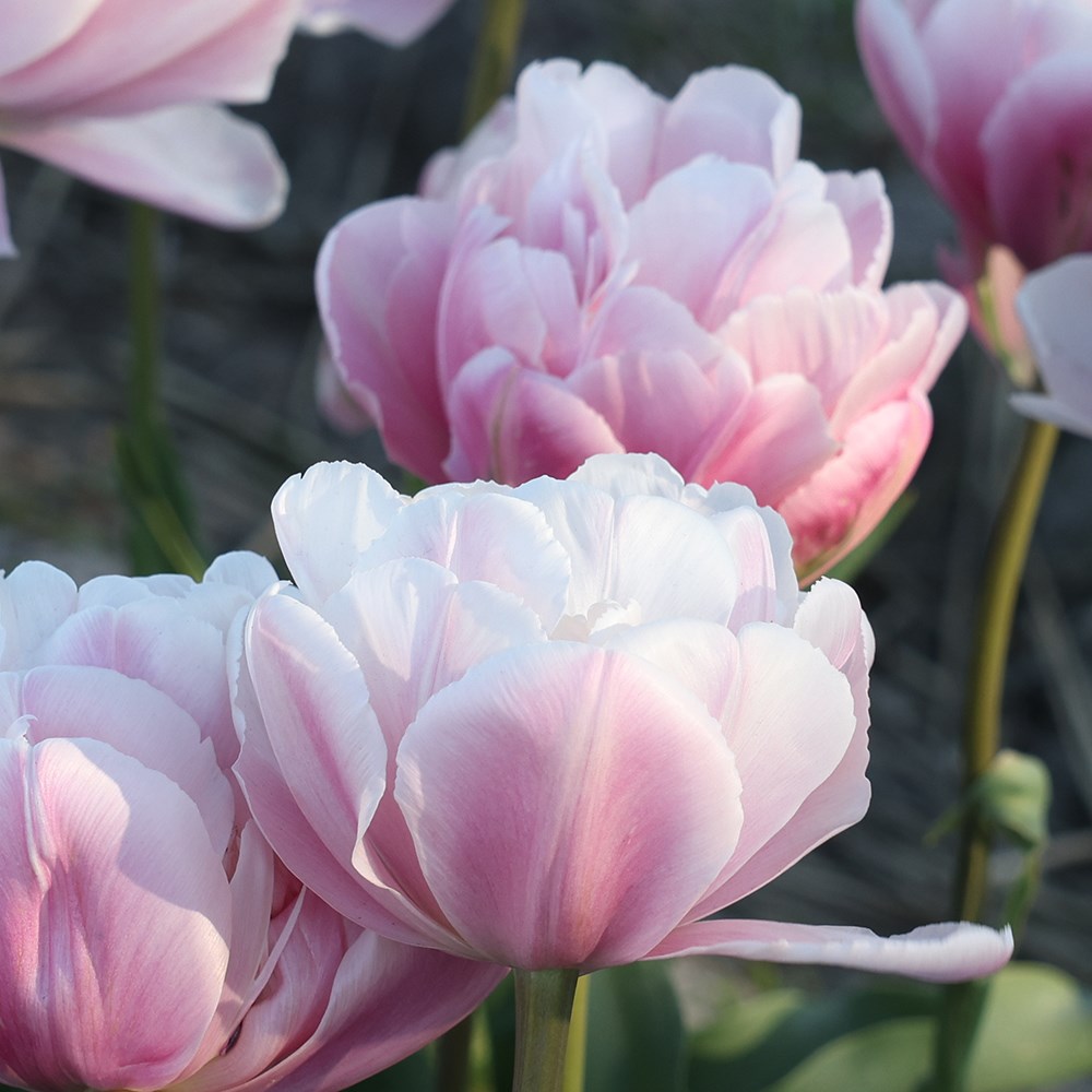 <i>Tulipa</i> 'Double Pink Salmon'