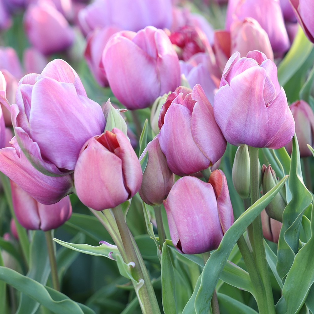 <i>Tulipa</i> 'Blue Heaven'