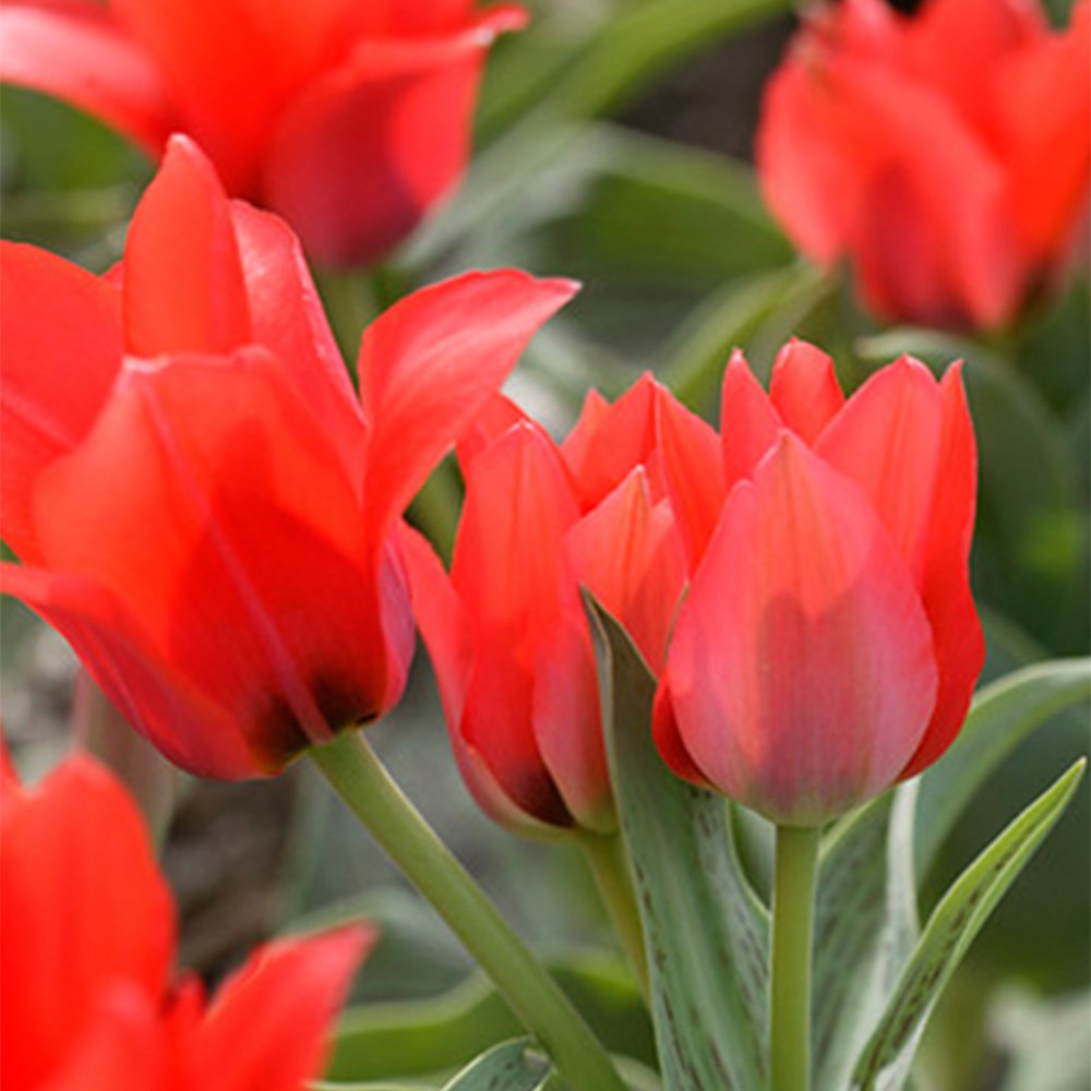 <i>Tulipa</i> 'Toronto'