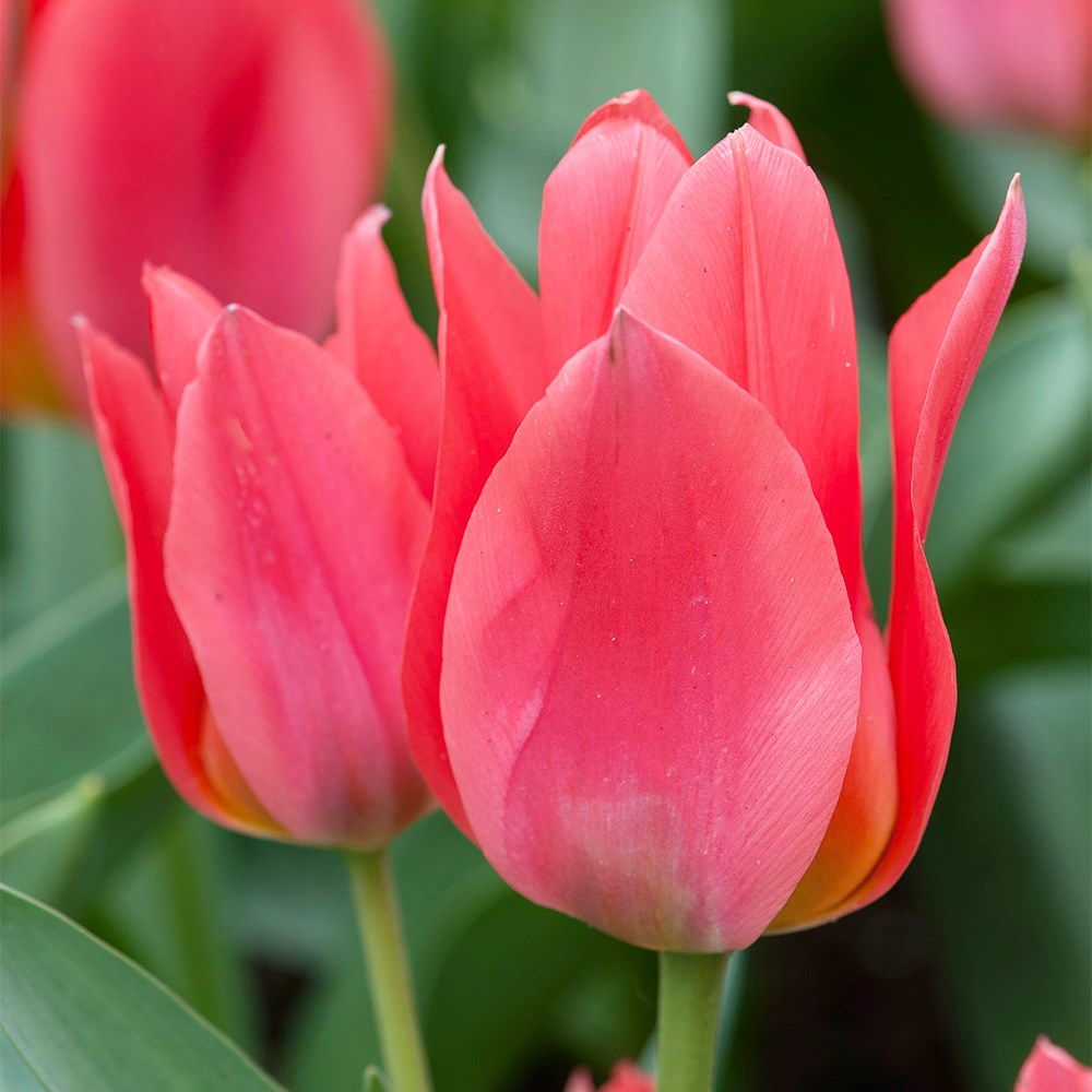 <i>Tulipa</i> 'Toronto'