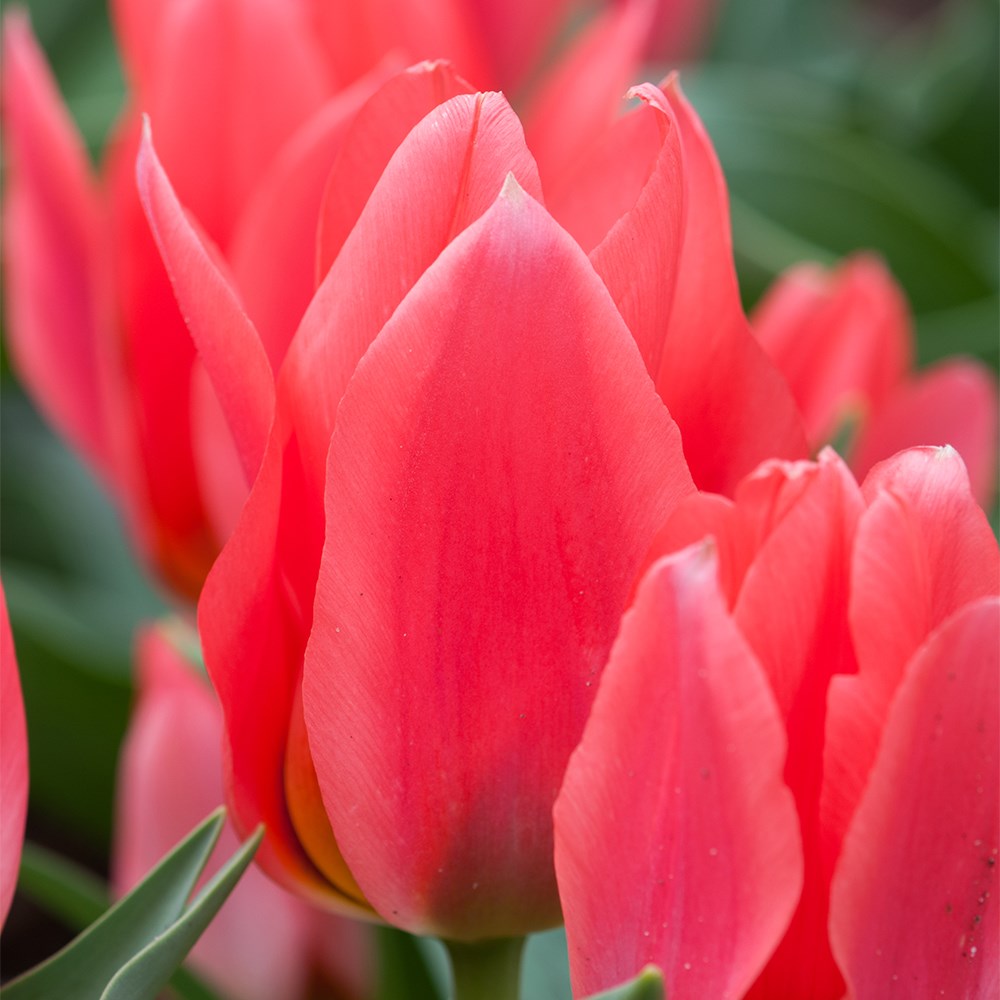 <i>Tulipa</i> 'Toronto'
