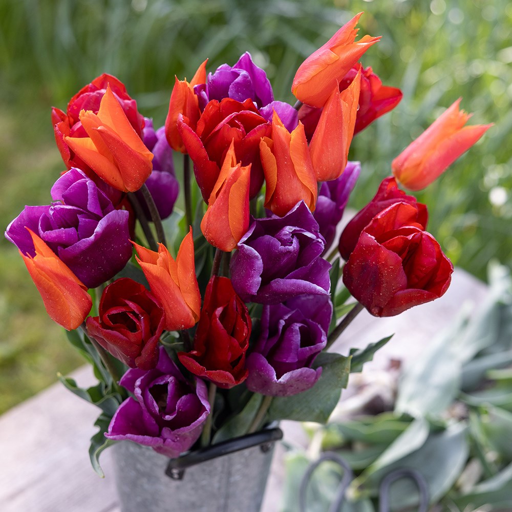 Award-winning repeat flowering tulip collection