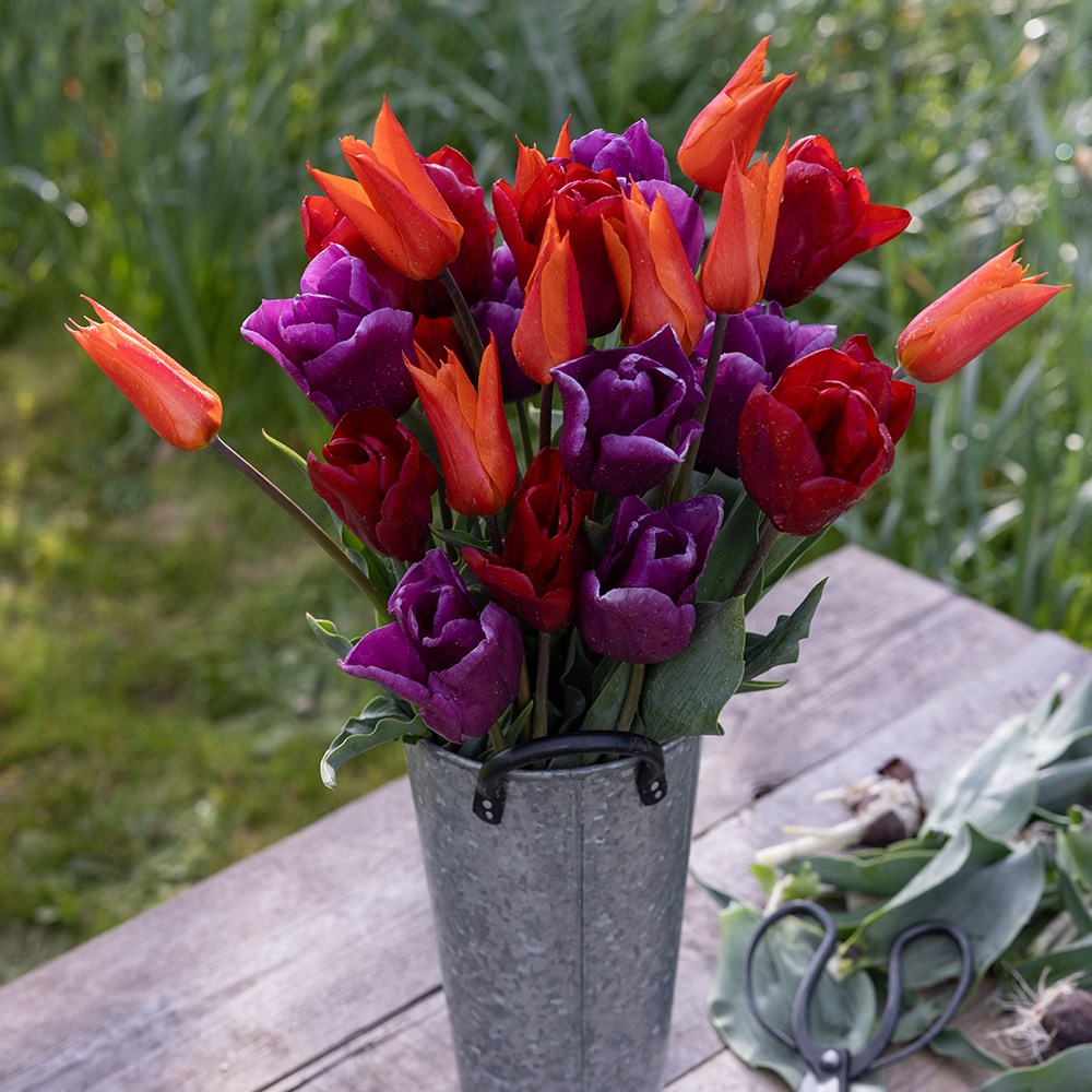 Award-winning repeat flowering tulip collection