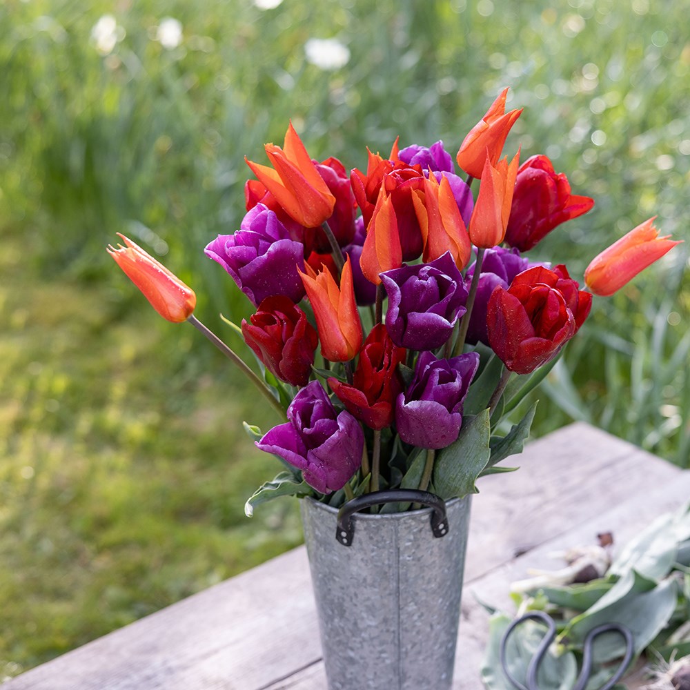 Award-winning repeat flowering tulip collection