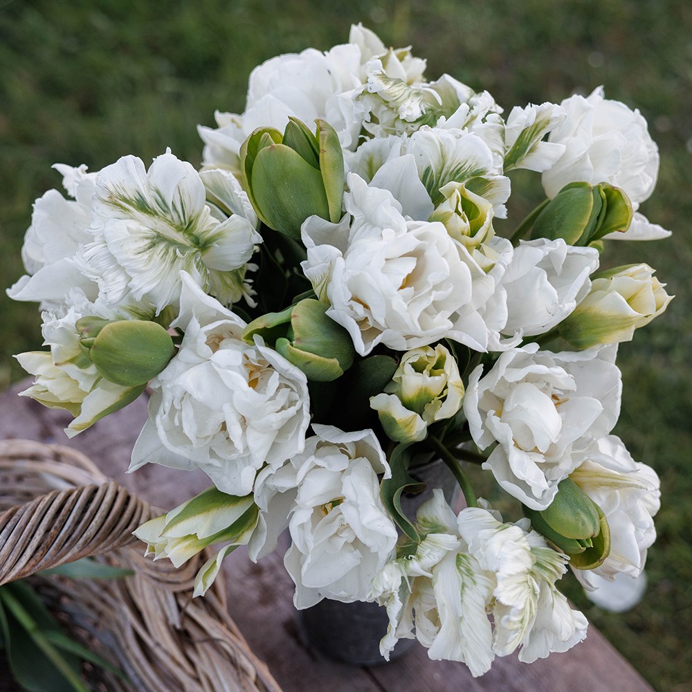 The ultimate white & green tulip collection