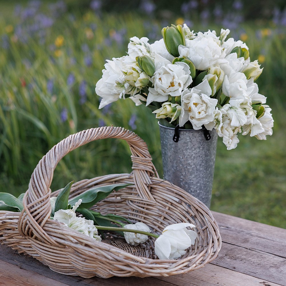 The ultimate white & green tulip collection