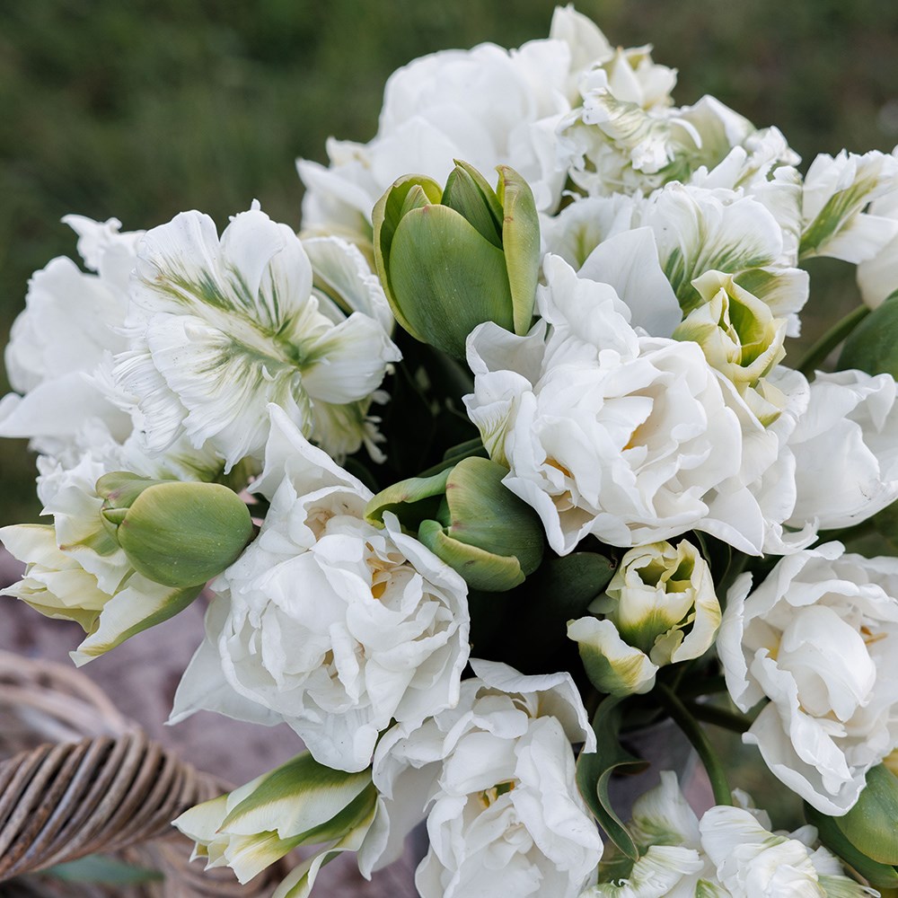 The ultimate white & green tulip collection