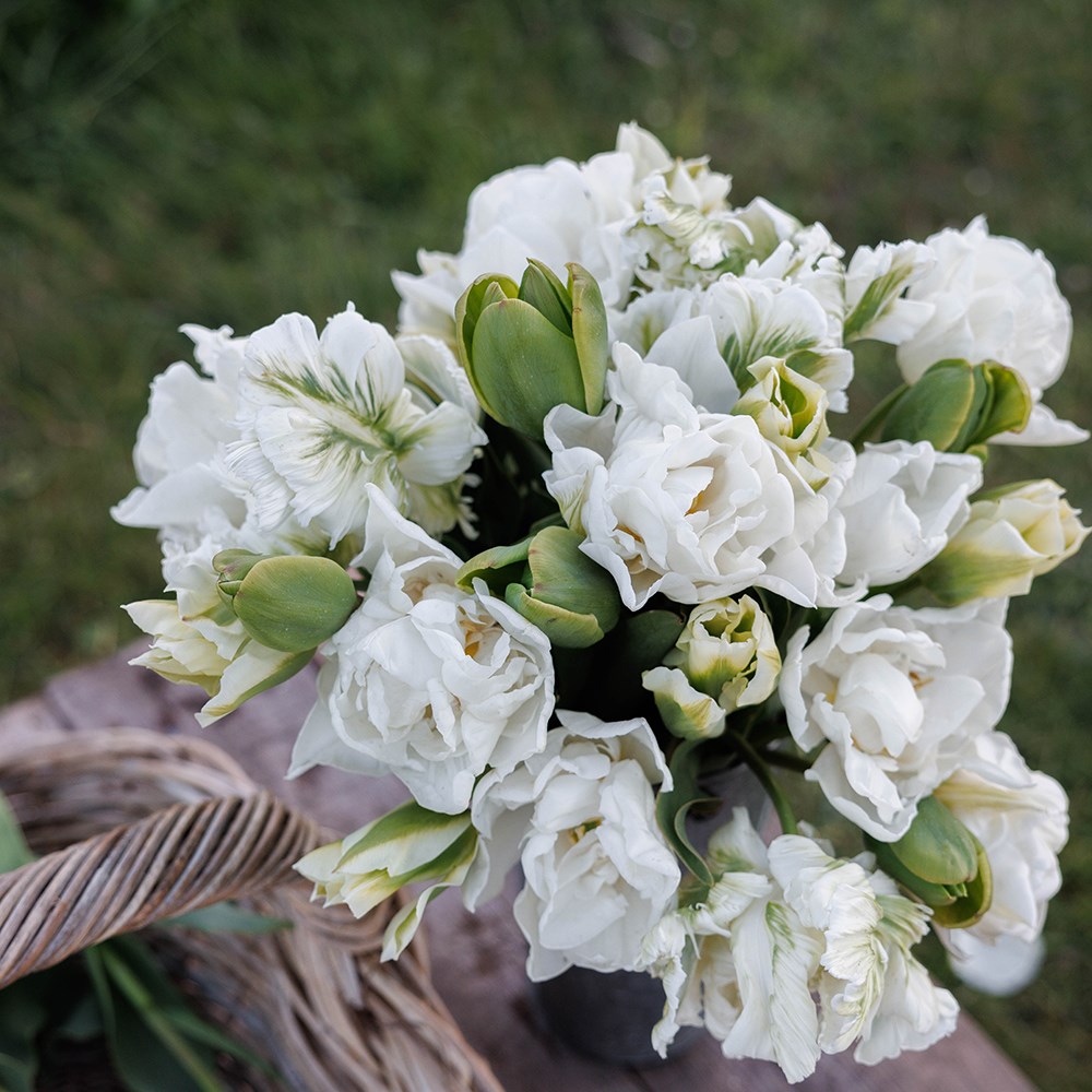 The ultimate white & green tulip collection