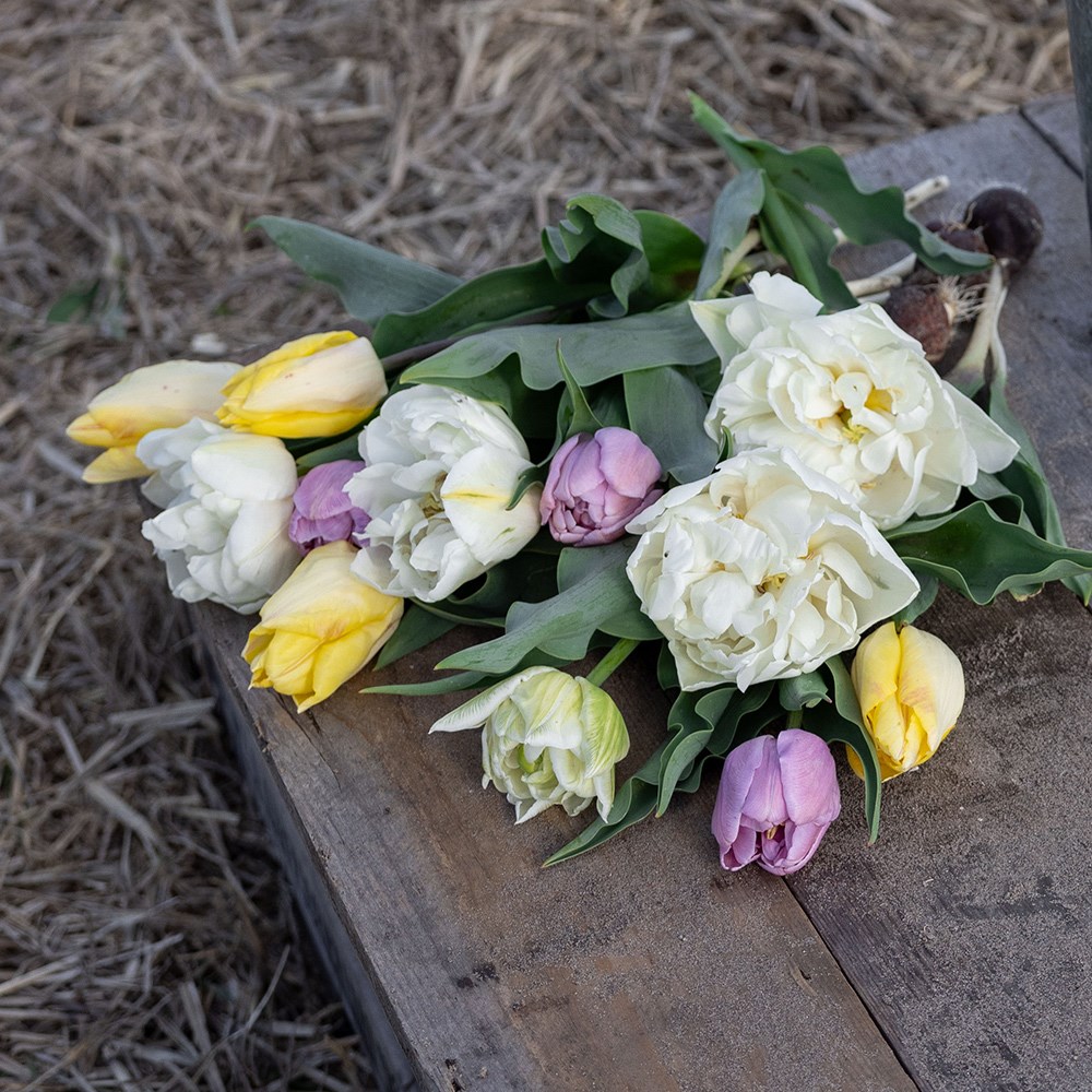 Lemon sherbet tulip collection