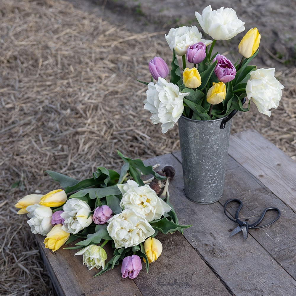 Lemon sherbet tulip collection