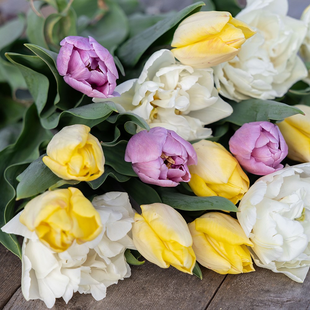 Lemon sherbet tulip collection